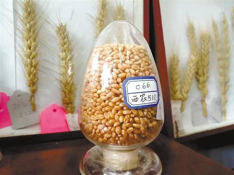 西農629與西農598 226萬元成功轉讓，推動小麥育種新突破